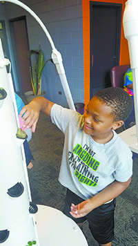Brayden Gullatte places his lettuce  seedling in the Tower Garden.