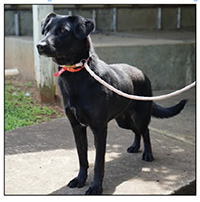 Sarah and plenty of her friends, both cats and dogs, are looking for homes at Cleveland County Animal Services. Photo by CCAS