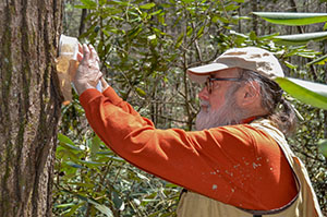 Patrick Horan releasing predator beetles.