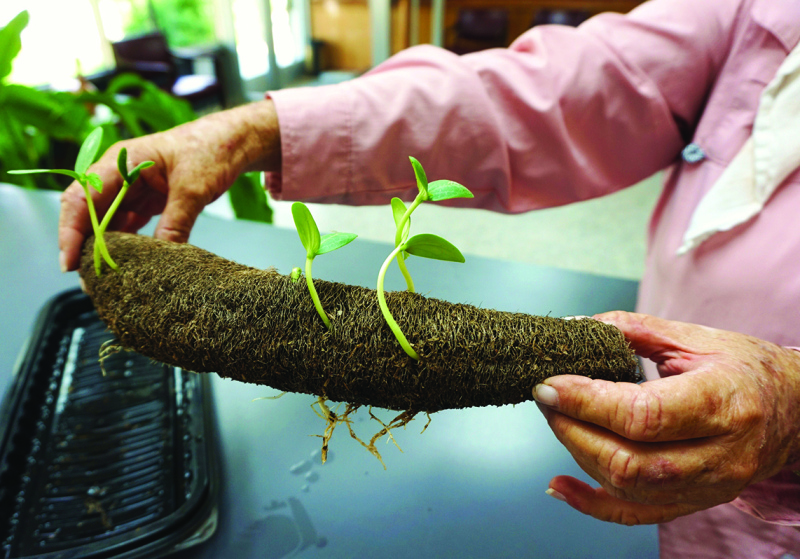 Juanita Peterson of Shelby brought this luffa (also spelled \'loofa\') sponge by the Shelby Shopper office on Thursday, Aug. 13.