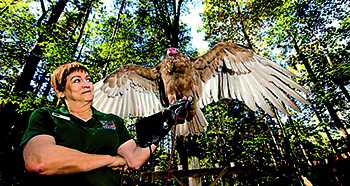 The Carolina Raptor Center will be bringing two birds (including an eagle) to the festival.