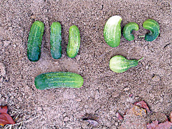 You will notice that some of the cucumbers did not fully develop. This is usually caused by poor pollination. 