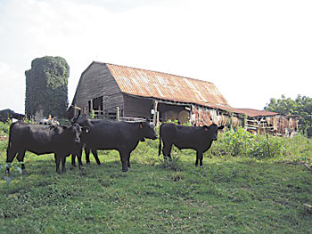 Beam Family Farm