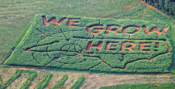Sorghum Maze