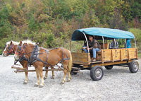 Ralph Silvers with his horse & wagon, provides rides for visitors.