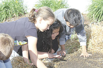 Township #3 students study earthworms in the soil