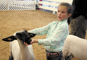 A young handler shows off her lamb for a judge in Mondayâ€™s showmanship event.