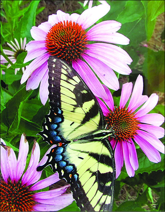 TRAIL_Shirley Brutko Butterfly & Bloom_photo