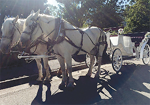 The horse team of Crissy and Slim will be pulling the carriage for the Uptown Shelby Valentine\'s Eve rides around  the square. The pair and the carriage are owned and operated by Chad Blivens of Carriage Run Carriage Service.