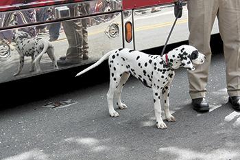 It's a dalmation's life!