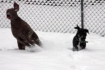 EVEN THE DOGS LOVE THE SNOW!