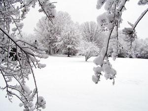 Snow covered trees...