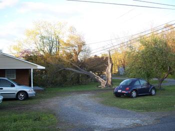Storm tree damage
