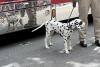 It's a dalmation's life!
