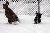 EVEN THE DOGS LOVE THE SNOW!
