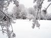 Snow covered trees...